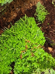 Cladonia ochrochlora