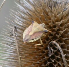 Carpocoris fuscispinus