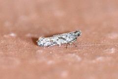 Aristotelia rubidella