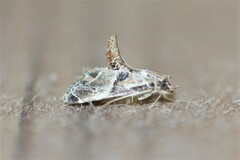 Neodavisia melusina