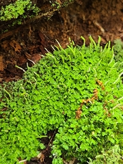 Cladonia ochrochlora