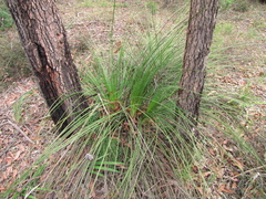 Xanthorrhoea minor minor