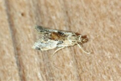 Neodavisia melusina
