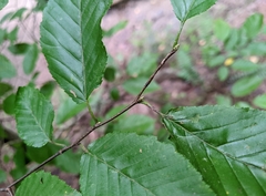 Carpinus caroliniana