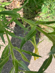 Oenothera