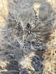 Argiope lobata