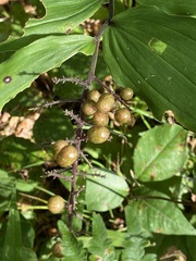 Maianthemum racemosum