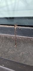 Argia fumipennis