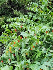 Streptopus amplexifolius