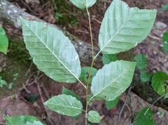 Carpinus caroliniana