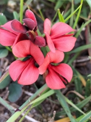 Indigofera procumbens