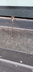 Argia fumipennis