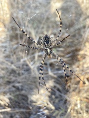 Argiope lobata
