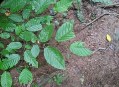 Carpinus caroliniana