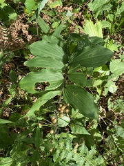 Maianthemum racemosum