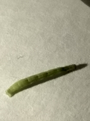 Trichoplusia ni