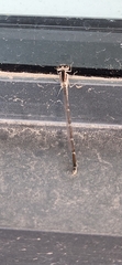 Argia fumipennis