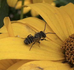 Megachile rotundata
