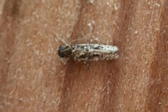 Tineidae
