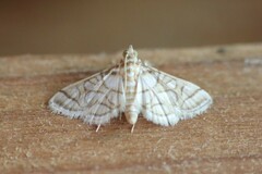 Pseudopyrausta santatalis