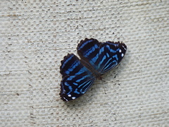 Myscelia ethusa ethusa