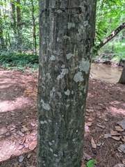 Carpinus caroliniana