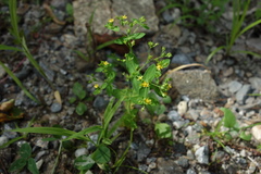 Hypericum mutilum
