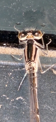 Argia fumipennis