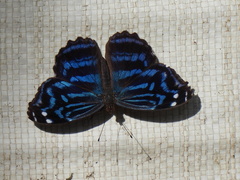 Myscelia ethusa ethusa