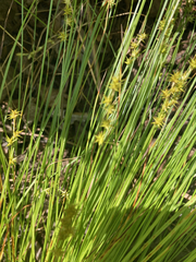 Carex echinata echinata