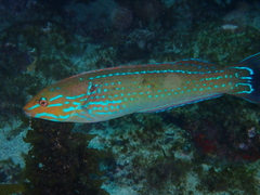 Halichoeres dispilus