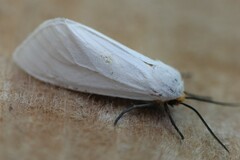 Pygarctia flavidorsalis