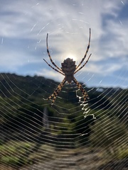 Argiope lobata
