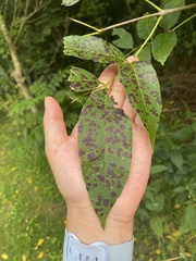 Diplocarpon rosae