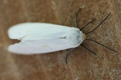 Pygarctia flavidorsalis