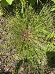 Carex echinata echinata