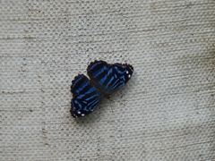 Myscelia ethusa ethusa