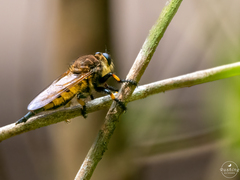 Promachus rufipes
