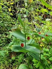 Streptopus amplexifolius