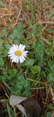 Bellis perennis