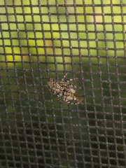 Platycryptus undatus