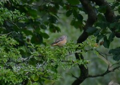 Phoenicurus phoenicurus