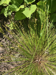 Carex echinata echinata
