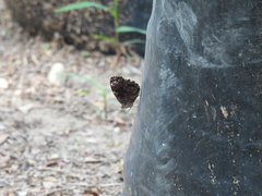 Myscelia ethusa ethusa