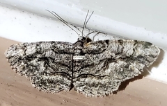 Anavitrinella pampinaria