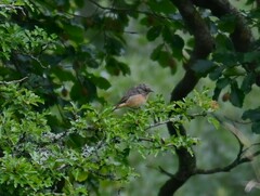 Phoenicurus phoenicurus