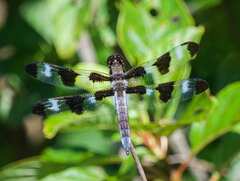 Libellula pulchella