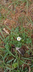 Bellis perennis