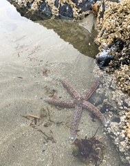 Evasterias troschelii