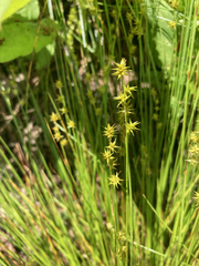 Carex echinata echinata